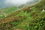 76 Seguendo il sentierino tra estese fioriture di rododendri...